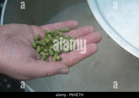 Granulés de houblon à ajouter à l'ébullition millepertuis à une session de préparation à la maison Banque D'Images