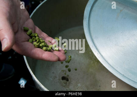 Granulés de houblon à ajouter à l'ébullition millepertuis à une session de préparation à la maison Banque D'Images