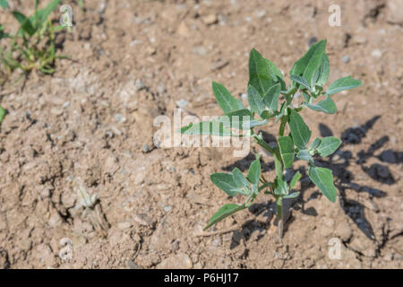 Jeune plante / semis de Fat-Hen / Chenopodium album. Petite taille (6-7 cm) probablement plus en raison du manque d'eau que d'être jeune plante. Plante comestible. Banque D'Images