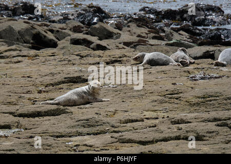 La colonie de phoques à Ravenscar peut être atteint en prenant les pentes à pied en bas de la falaise face à ce site. Banque D'Images