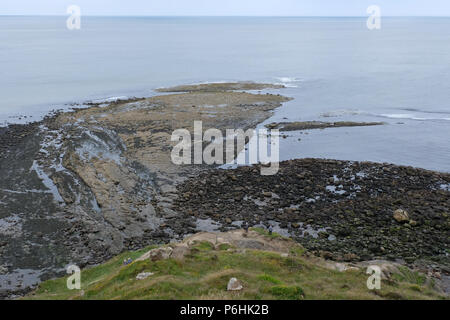 Vue générale de la colonie de phoques de Ravenscar se reposant sur les rochers et en attente de la marée montante. Banque D'Images