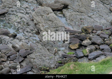 Deux joints sont cachés dans les rochers à Ravenscar, Yorkshire du Nord dans cette vue lointaine. Banque D'Images