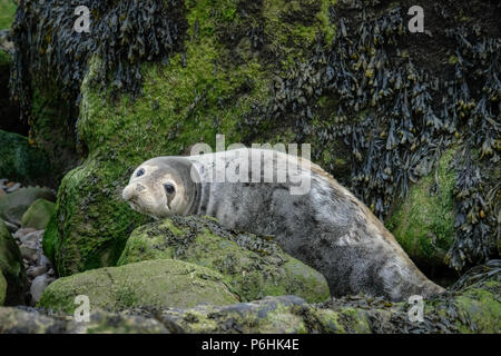 La colonie de phoques à Ravenscar peut être atteint en prenant les pentes à pied en bas de la falaise face à ce site. Banque D'Images