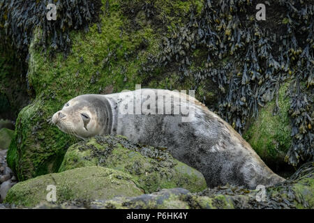 La colonie de phoques à Ravenscar peut être atteint en prenant les pentes à pied en bas de la falaise face à ce site. Banque D'Images