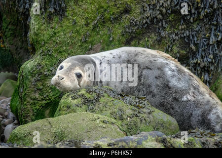 La colonie de phoques à Ravenscar peut être atteint en prenant les pentes à pied en bas de la falaise face à ce site. Banque D'Images