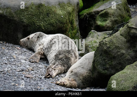 La colonie de phoques à Ravenscar peut être atteint en prenant les pentes à pied en bas de la falaise face à ce site. Banque D'Images