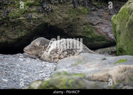 La colonie de phoques à Ravenscar peut être atteint en prenant les pentes à pied en bas de la falaise face à ce site. Banque D'Images