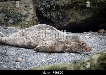 La colonie de phoques à Ravenscar peut être atteint en prenant les pentes à pied en bas de la falaise face à ce site. Banque D'Images