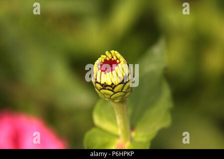 Close-up de chrysanthème bud Banque D'Images
