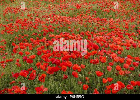Papaver rhoeas, amapola silvestre, Porreres, Mallorca, Islas Baleares, Espagne. Banque D'Images
