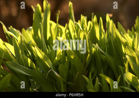 Les jeunes plants d'Iris au printemps émergents Banque D'Images