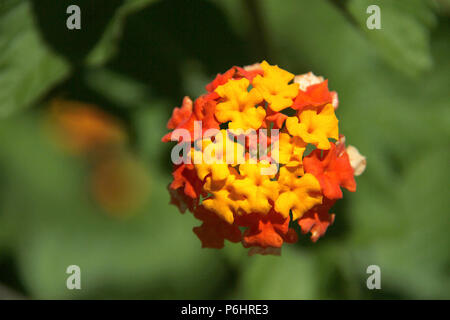 Close up of beau Lantana camara en fleur Banque D'Images