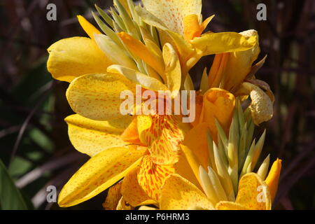 Cultivar 'Yellow King Humbert' de l'usine de Canna Banque D'Images