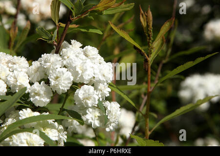 Prunus Grandulosa Alba, arbuste nain florissant aux amandes au printemps Banque D'Images