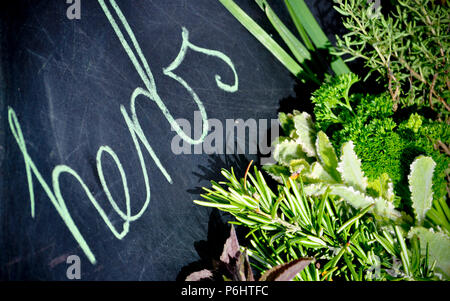 Fines Herbes Banque D'Images