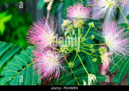 Close-up de fleurs et feuilles de mimosa Banque D'Images