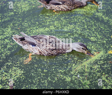 Piscine canards dans un étang pollué d'algues dans Central Park à New York City Banque D'Images