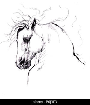 Dessin portrait de chevaux arabes Banque D'Images