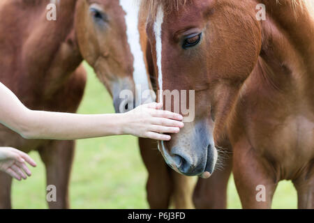 Close-up of young woman main caressant belles tête de cheval sur fond d'été ensoleillé vert floue. L'amour de l'animal, les soins, la tendresse, l'frien Banque D'Images