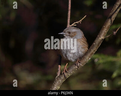 Dunnock (Prunella modularis) sur branche, fond sombre Banque D'Images