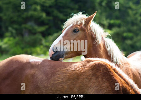 Beau cheval marron avec des rayures blanches et long mane ressemble à huis clos s'appuyant sur un autre chevaux de retour à sunny summer meadow sur arbres verts brouillée Banque D'Images