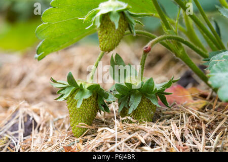 Close-up of big green deux fraises fruit vert allumé par sun sur fond paille lumière ensoleillée brouillée. L'agriculture, de l'agriculture, l'alimentation saine de vitamine et delic Banque D'Images