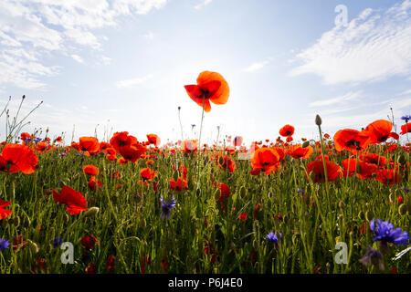 Vue fantastique de merveilleux champs de coquelicots à la fin mai. Blooming magnifiquement éclairé par le soleil de l'été fleurs sauvages rouges contre ciel bleu avec blanc puffy c Banque D'Images