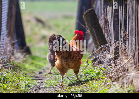 Close-up of big beautiful red bien nourris coq fièrement la garde de troupeau dans l'alimentation des poules sur l'herbe verte journée ensoleillée sur l'arrière-plan flou. Farmin Banque D'Images
