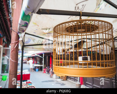 Oiseau de compagnie étendus dehors dans la rue dans l'ancienne concession française à Tianjin, Chine Banque D'Images