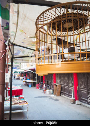 Oiseau de compagnie étendus dehors dans la rue dans l'ancienne concession française à Tianjin, Chine Banque D'Images