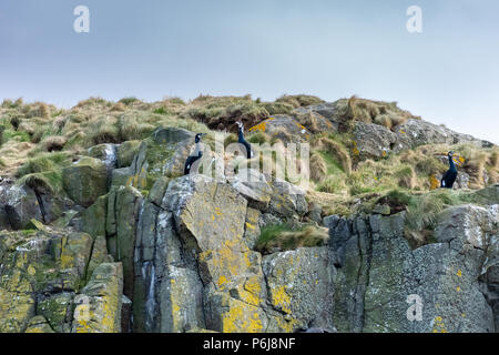 Cormorans (Phalacrocorax carbo) sur un rocher, l'île de Skye, Ecosse, Royaume-Uni Banque D'Images