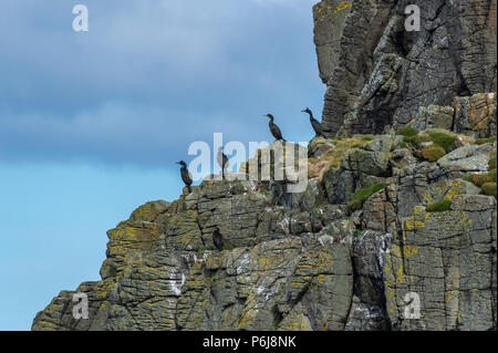 European Shag (Phalacrocorax aristotelis) sur un rocher, l'île de Skye, Ecosse, Royaume-Uni Banque D'Images