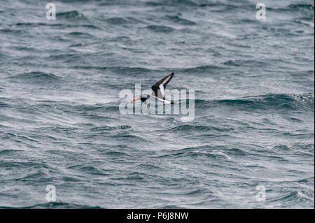 Magellanic oystercatcher (Haematopus leucopodus) Île de Skye, Ecosse, Royaume-Uni Banque D'Images