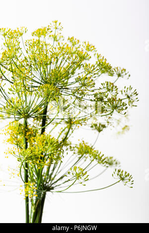 L'aneth, Anethum graveolens, fleurs jaunes sur un fond blanc. Banque D'Images