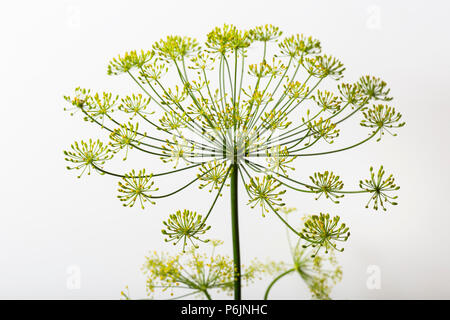 L'aneth, Anethum graveolens, fleurs jaunes sur un fond blanc. Banque D'Images