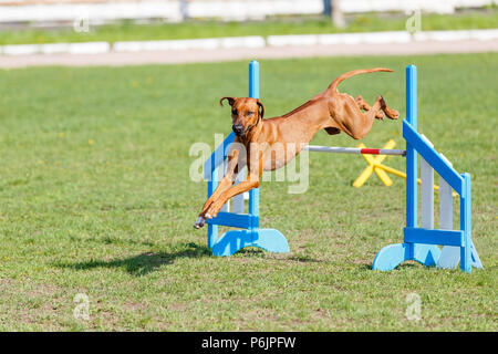 Ridgeback saute au-dessus de la concurrence dans l'agilité obstacle. Dog sport agility Banque D'Images