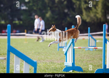 Funny dog sautant en obstacle concours d'agility Banque D'Images