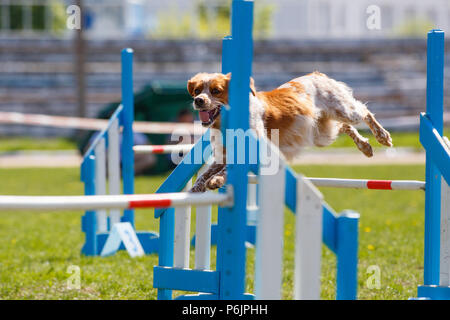 Bretagne chien sautant en obstacle concours d'agility Banque D'Images