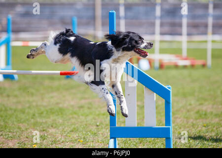 Bretagne chien sautant en obstacle concours d'agility. Image Gros plan Banque D'Images