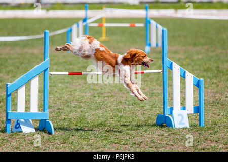 Bretagne chien sautant en obstacle concours d'agility Banque D'Images