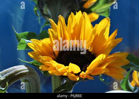 Gros tournesols se faner dans un vase bleu contre un arrière-plan flou Banque D'Images