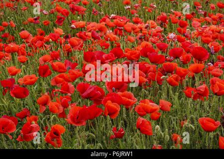 Papaver rhoeas, amapola silvestre, Porreres, Mallorca, Islas Baleares, Espagne. Banque D'Images