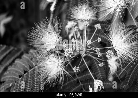 Close-up de fleurs et feuilles de mimosa Banque D'Images