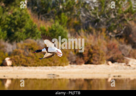 Tadorne Casarca Tadorna femelle (tadorna) survolant Estanyets de Can Marroig marais à Ses Salines Parc Naturel(Formentera,Îles Baléares, Espagne Banque D'Images