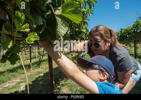 Une mère et son fils cueillir des fraises sur une ferme cueillir vos propres fruits. Banque D'Images