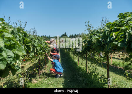 Une famille bénéficiant d'une journée de cueillette des fraises à la ferme cueillir vos propres fruits. Banque D'Images