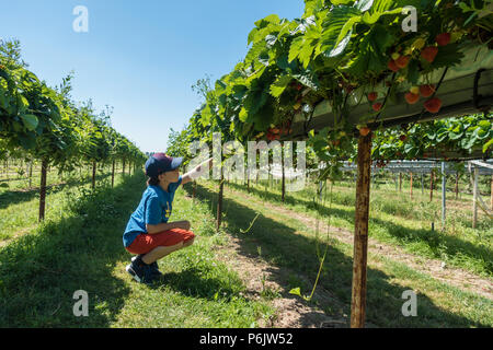 Un jeune garçon s'accroupit et ramasse des fraises sur un choisissez votre propre ferme sur une chaude journée d'été. Banque D'Images