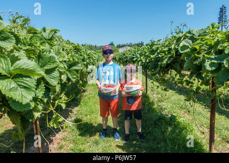 Les jeunes garçons qui posent avec des seaux de fraises qu'ils ont pris sur une ferme cueillir vos propres fruits. Banque D'Images