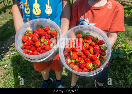 Maintenez vos enfants seaux de fraises qu'ils ont récoltées à la ferme cueillir vos propres fruits. Banque D'Images