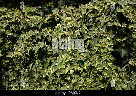 Le lierre (Hedera helix) Escalade sur mur Banque D'Images